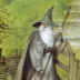 Gandalf